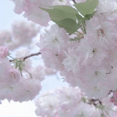 兽设简约风格设计兽圈群